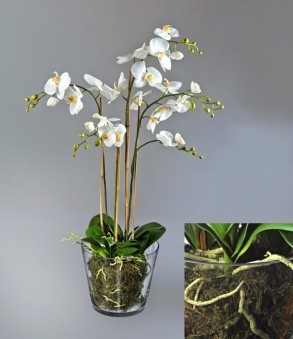 Орхидея Фаленопсис белая куст 100 см 4 ветви в стекл.вазе с мхом, корнями, землей